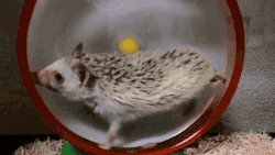 funnnyyy-giiiifffsss:  Daily dose of gifs! !