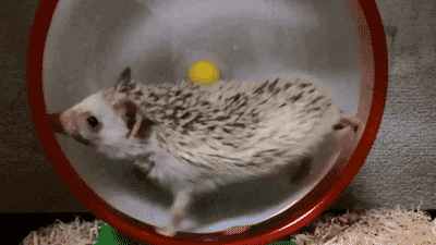 funnnyyy-giiiifffsss:  Daily dose of gifs! !