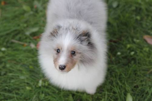 southernsnowdogs:  soooo my show friend on facebook got a sheltie puppy, and it’s the cutest freaking thing ever. Like ever. 