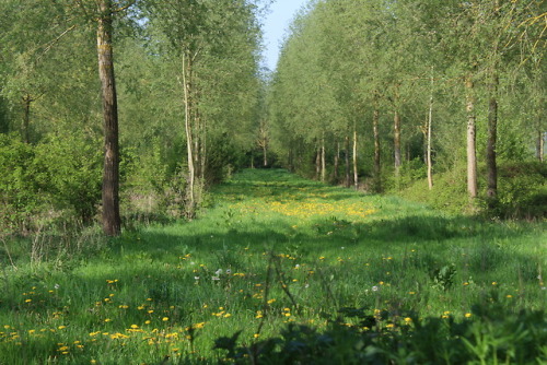 rattystarlings:Dandelions flowering brilliantly in the willow plantation