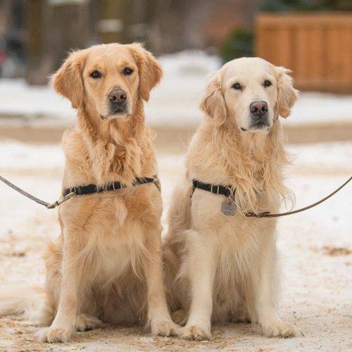 Ridley & Ozzy (2-y-o) Golden Retriever (littermates), River Heights, Winnipeg. “Ridley is very s