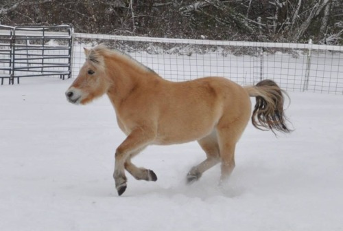 lifewithanorwegianfjord:  fjords in the snow are the cutest fucking thing 