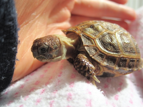 thewhimsyturtle:I don’t understand, Mommy. Why can’t I dig through your hand?! And why a