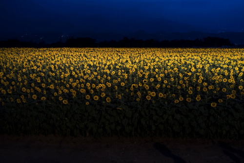 killing-the-prophet:Sunflowers grow in a field, photographed at night on August 11, 2019, in Hokuto,