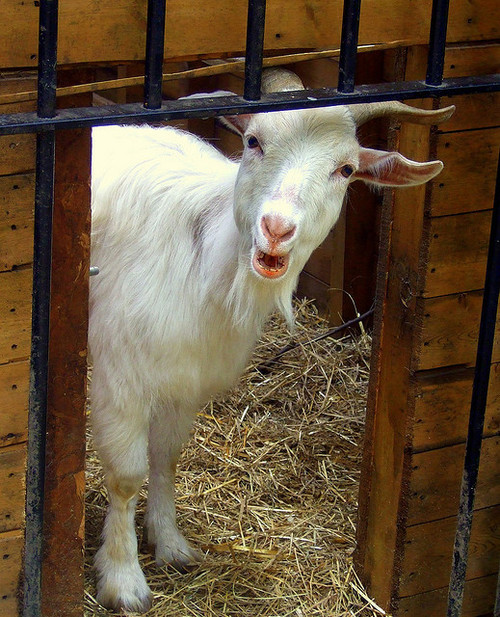 nihilistic-void:  This is the animal they chose to represent Satan.   Accuser  Seducer