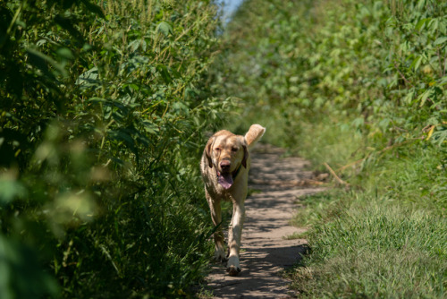 Labor Day For The Dogs At Minnehaha Park