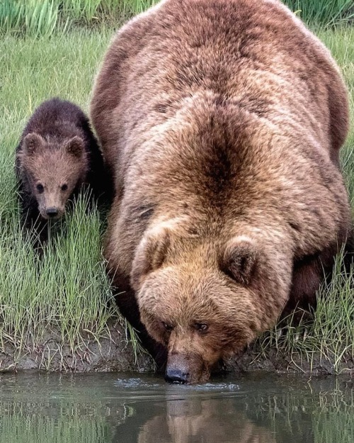 just-bears-here:wildlife-nature-photo:Brown bear and cub at the lakeC H O N G Y