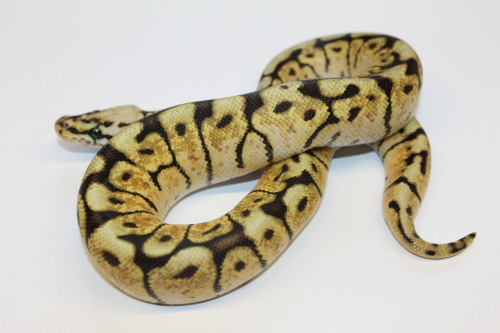 Bumble Bee Royal Python At 888 Reptiles