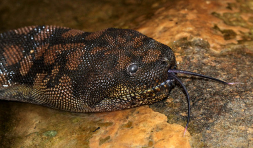 bishopmagsart:swoletergeist:swoletergeist:file snakes might be one of the funniest animals alivethey