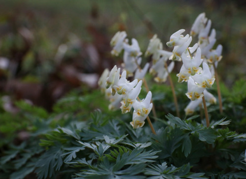 Too sweet !   It’s time for the spring ephemerals to enjoy their moment in the sun.  These magical f