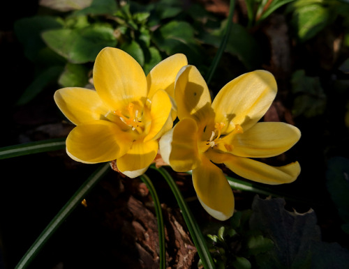 Late winter flowers at the allotmentToday I spent hours working at the allotment in the heat an