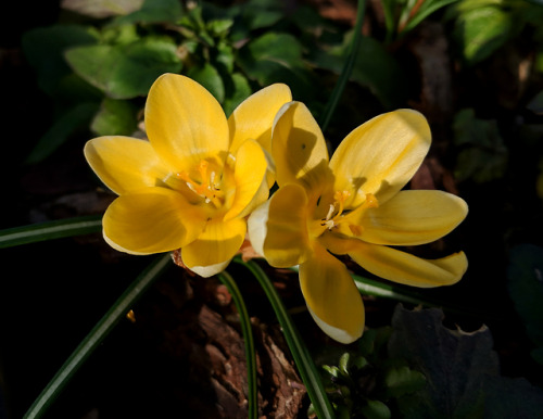 Late winter flowers at the allotmentToday I spent hours working at the allotment in the heat and sun