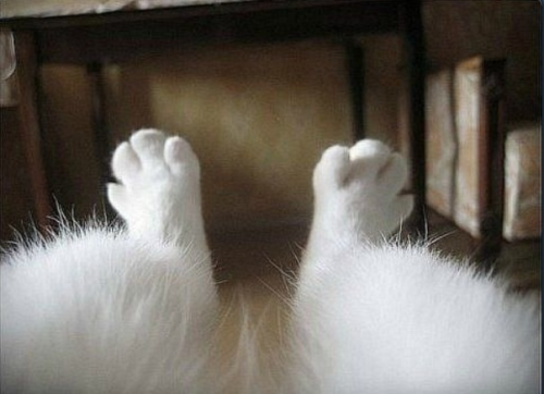 johncoveredinjam:  Here are some pictures of cats hugging. Enjoy your day. 