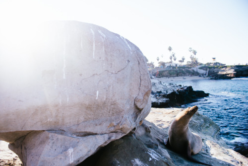 nickgerber:  Seal Beach - La Jolla Cove  It does not smell terrific. 