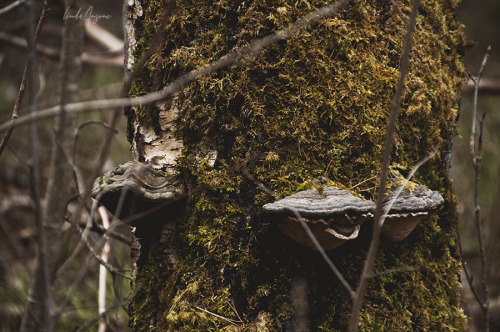 red squirrel