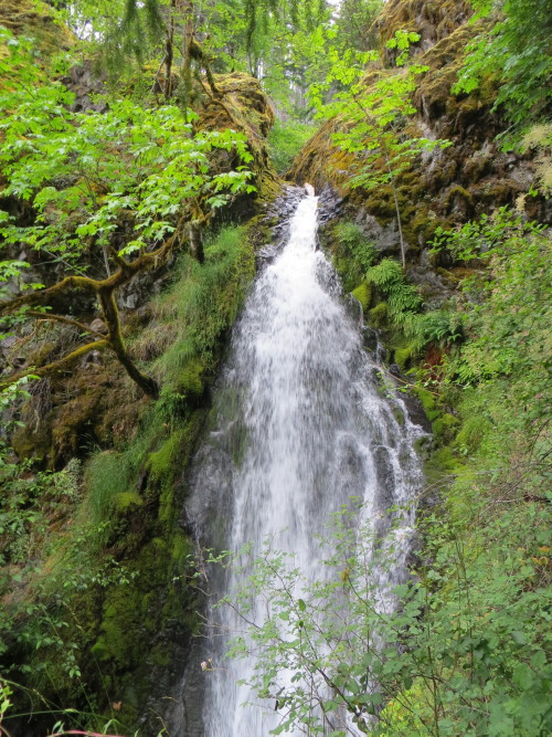 deanschlichting: Upper Fall Creek Falls, Umpqua National Forest, OR USA
