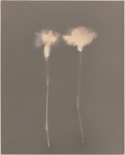 ernestoesquer:Lumen prints, Carnations. Fiber based photographic paper, exposed to sunlight, toned and fixed. 8x10, 4x5.