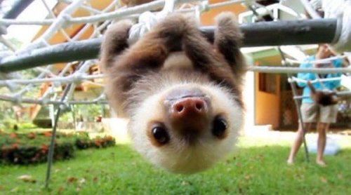 babyanimalgifs:Baby Sloths are the cutest
