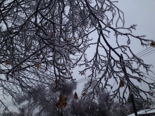 grapefruit18: Everything is under ice. There is no power where I live for 72 hours.