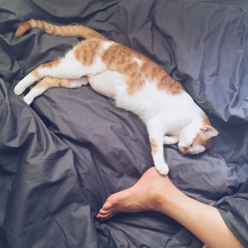 Master touch. #cat #kitty #vsco #A5 #vscocat #weeklyfluff #냥이 #고양이 #코숏