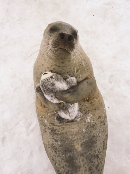 theanimalvines:  Aku, the seal, from Mombetsu Land in Hokkaido, Japan happily hugs