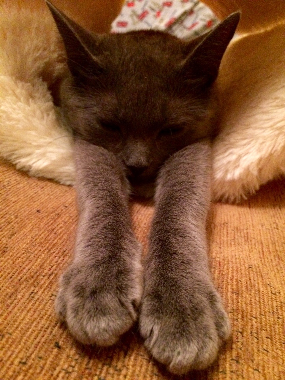 foodffs:  Good night.