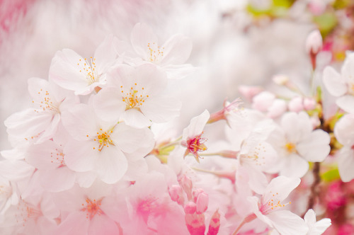 electrail:戸田川緑地の桜 by poco33 on Flickr.