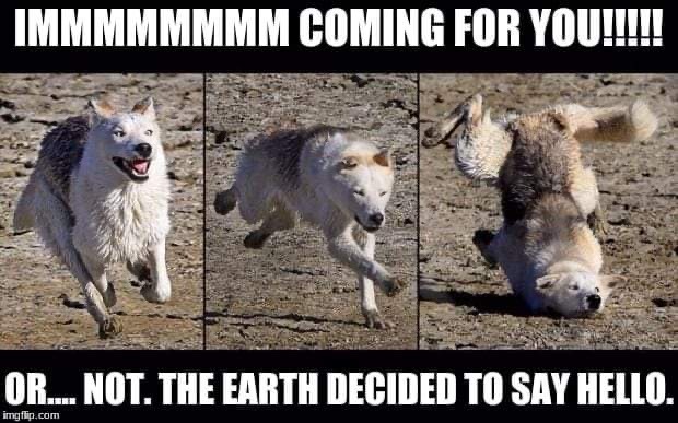 silvergryphon:tokenofmydevotion:feral-flower-child:feral-flower-child:feral-flower-child:callingallcars:callingallcars:everyone’s debating posts of the decade, best and worst, and i have yet to see anyone mention moon moonfor those who were not on here