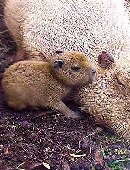 Baby Capybara Named Tupi Via San Antonio Zoo 