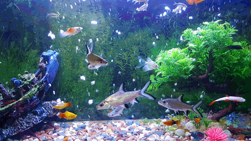 Traffic In Our New Aquarium. I'm Staring At It