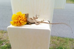 worldofthecutestcuties:  My cousin catches and takes pictures of lizards. She’s 10 