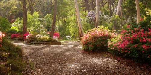 elvenforestworld: Rhododendron Garden in Blackheath, Blue Mountains, Australia by Daniela Const