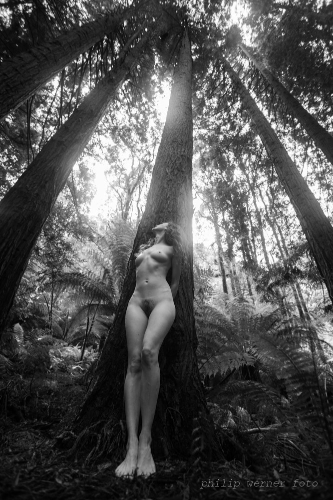 philipwernerfoto:    As naked as nature. Doe by Philip Werner Californian Redwood