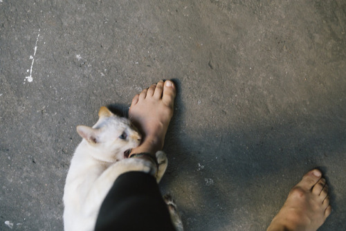 mammafairchild: louisetakesphotos:Cat chronicles of Chiang Mai, Thailand.  @softsteverogers