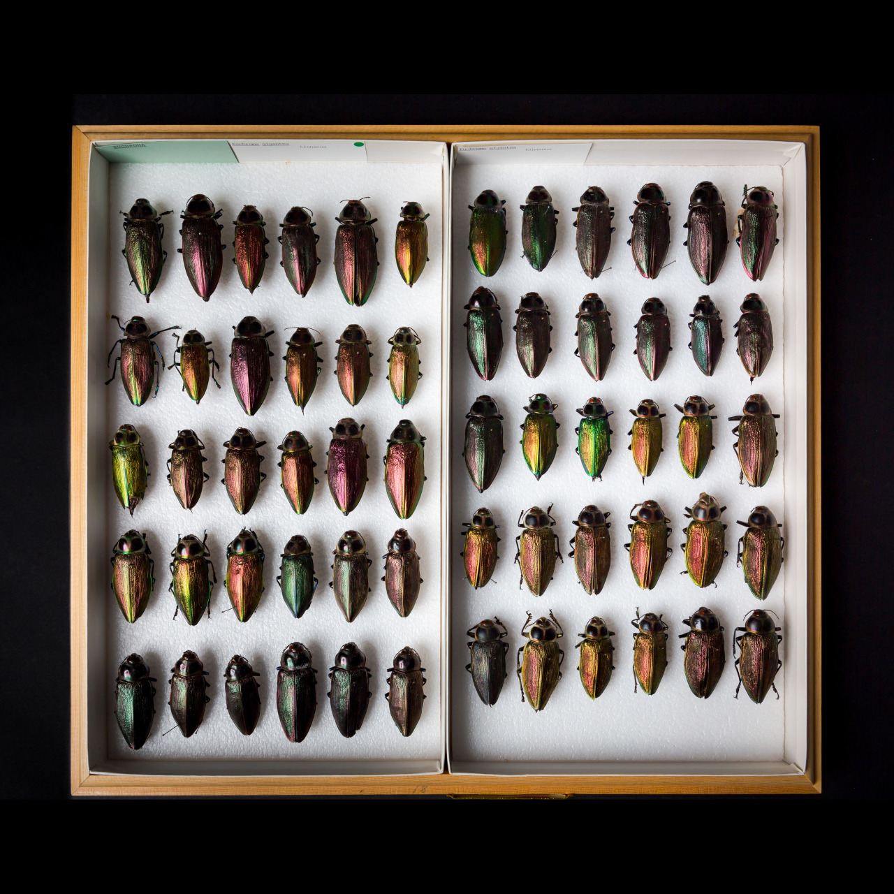 Jewel beetles
Scientific name: Euchroma gigantea
Locality: South America (Central Mexico to Chile/Argentina)
Department: Entomology, image © Kathryn Whitney, California Academy of Sciences