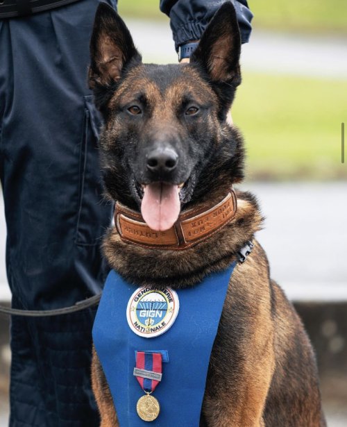 Mars, GIGN operator, awarded the Bronze National Defense Medal for the tackling of an armed suspect 