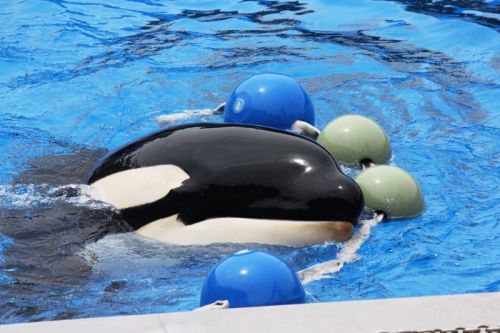 Gender: FemalePod: N/APlace of Capture: Born at SeaWorld of CaliforniaDate of Capture: Born December