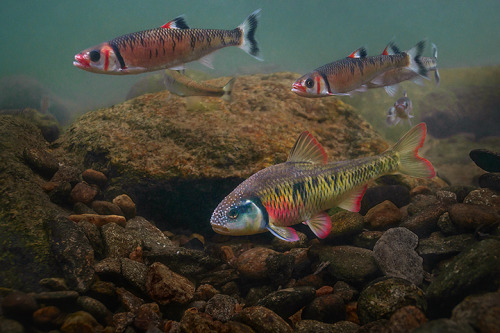 conservaquarium: Warpaint shiners ( Luxilus coccogenis) - Top Striped Shiner (Luxilus chrysocephalus