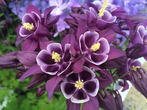 kinomatika:  Went to a nursery today p:  Bonus points if you can name every variety!