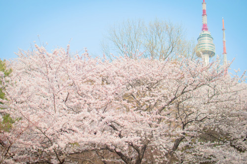 minuga-hana: Cherry Blossom in bloom by oneill