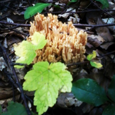 Silly mushroom dont you know you have to grow under the sea to look like a coral :-)
#mushroom #coral #forrest #nature #picoftheday #beautyfulplaces #beautyfulworld #photooftheday #inspiration