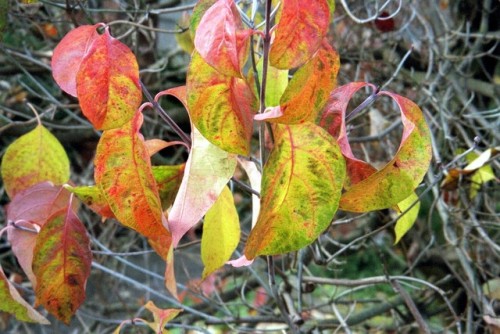 Dogwood (Cornus spp.) Leaves in Autumn, Seattle, 1999.