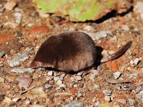 Meet Britain&rsquo;s smallest mammal, the pygmy shrew (Sorex minutus). It has a body length