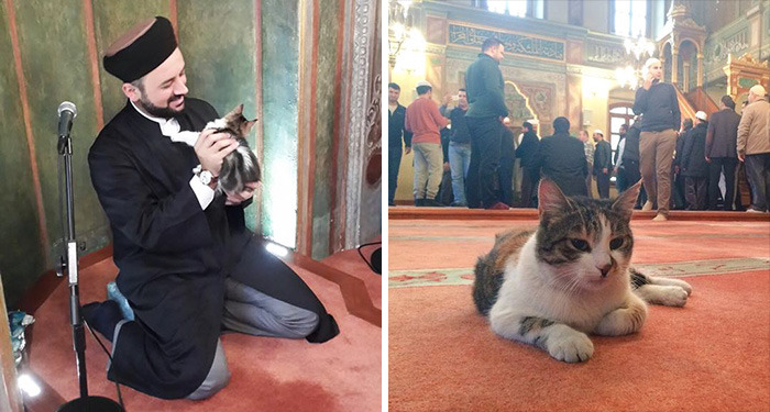 hokeydokeyspokey:  boredpanda:    Imam Opens Mosque’s Doors To Stray Cats To Keep