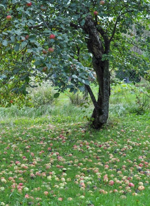 underthelindens:harvest