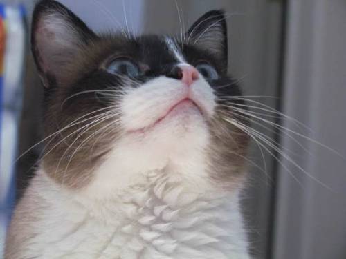 constantcaturday:Jake posing.
