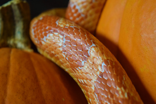 scalestails: Charlie is the best model! I decided to get some fall photos of the critters.