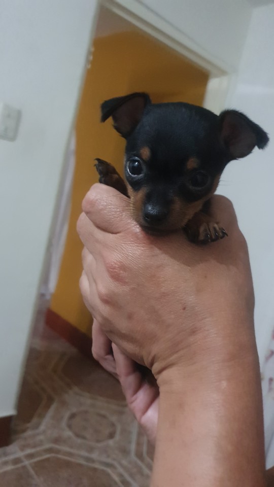 Me, 2 Years Ago In Colombia: I Don't Understand Why People Spend So Much Money To Bring A Dog To Another