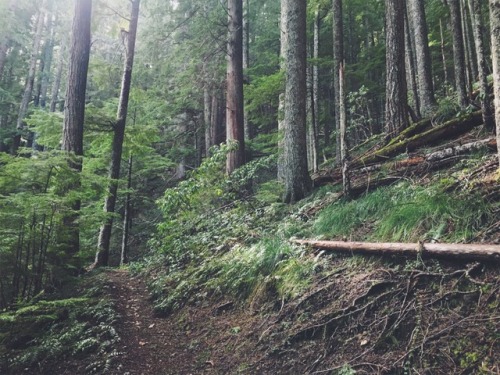 justapplyyourself:Salmon-Huckleberry Wilderness. Brightwood, Oregon.