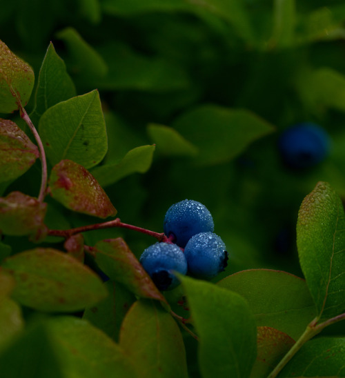 Dewy Blueberries just before sunrise near Worcester, Vermont.